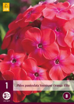 Phlox Paniculata Younique Orange Elite