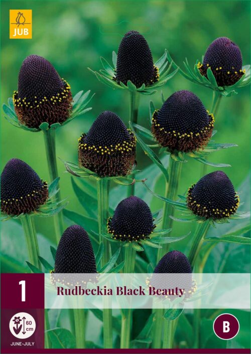 Rudbeckia Black Beauty