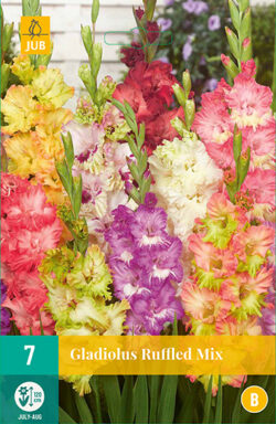Gladiool Ruffled Mix