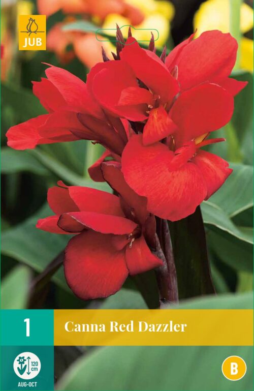 Canna Red Dazzler