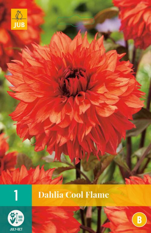 Dahlia Cool Flame