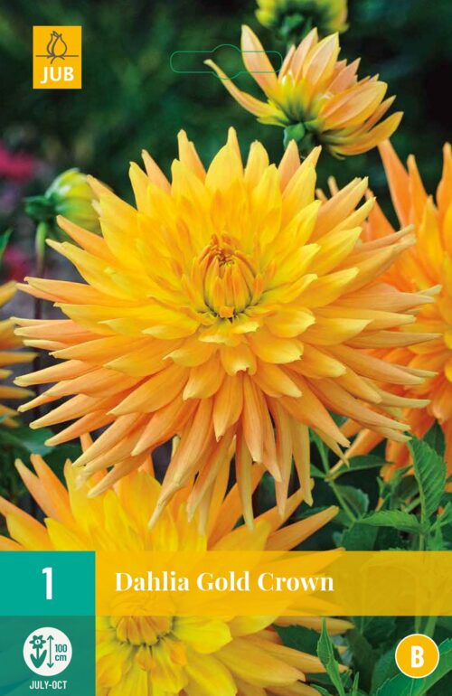 Dahlia Gold Crown