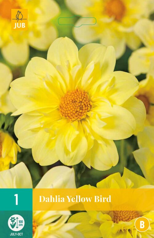 Dahlia Yellow Bird