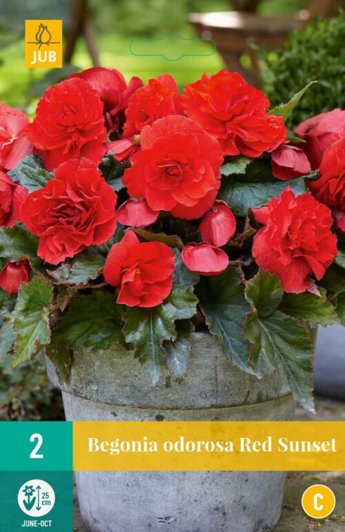 Begonia Cascade Odorosa Red Sunset