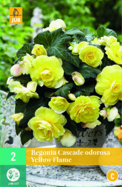 Begonia Cascade Odorosa Yellow Flame