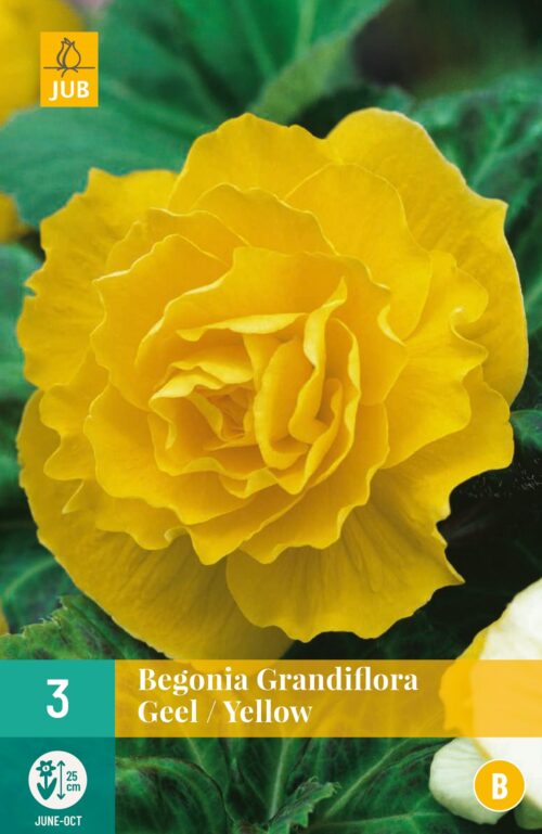 Begonia Grandiflora Geel