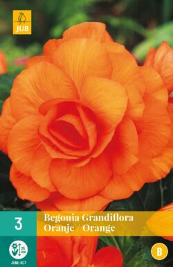 Begonia Grandiflora Oranje