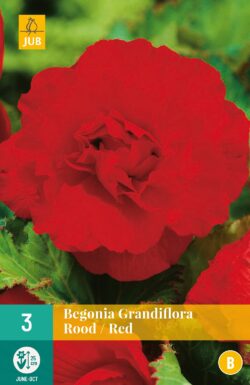 Begonia Grandiflora Rood