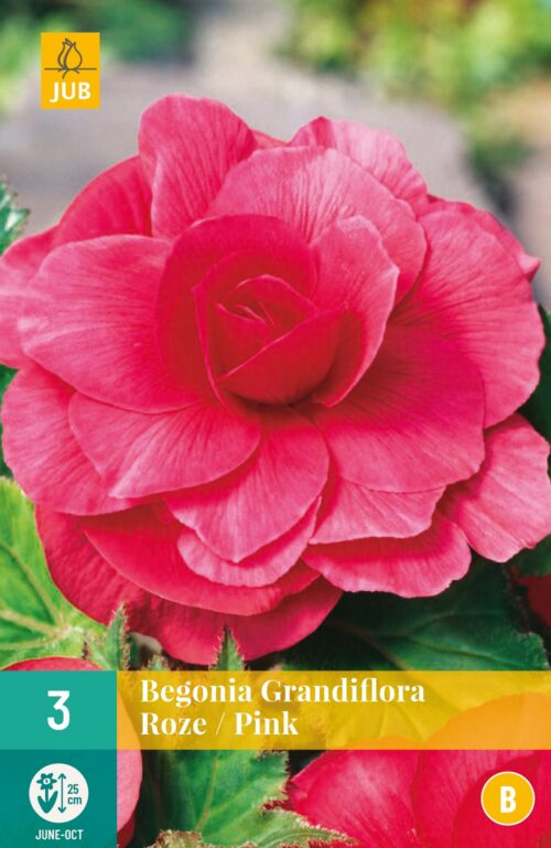 Begonia Grandiflora Roze