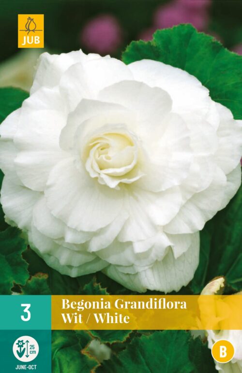 Begonia Grandiflora Wit