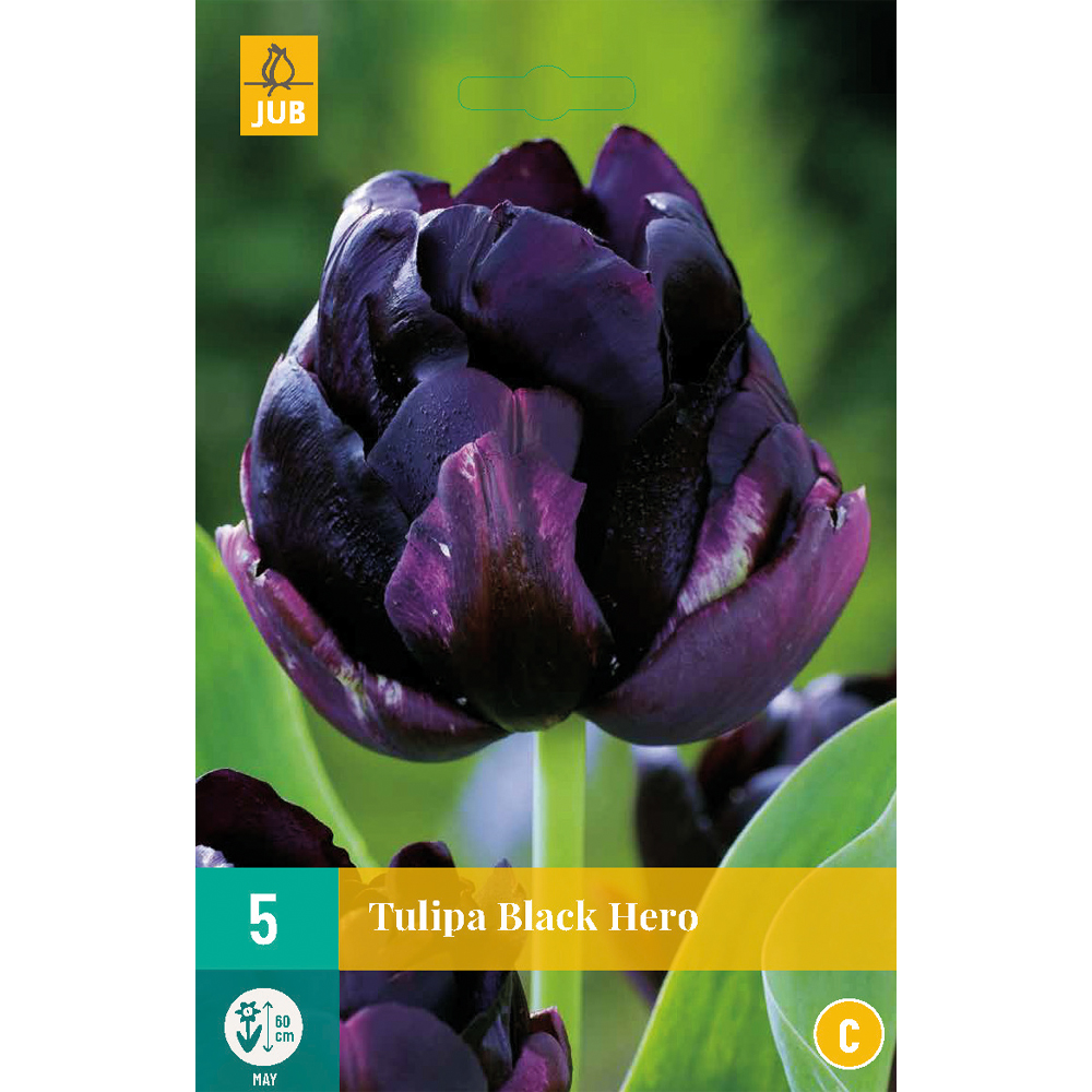 Tulpen Black Hero 5st.