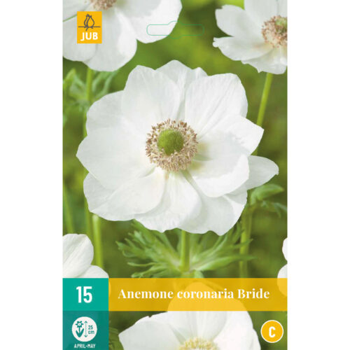 Anemoon Coronaria Bride 15st.