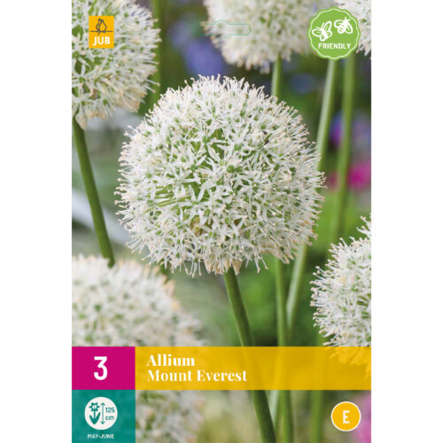 Allium Mount Everest 3st.