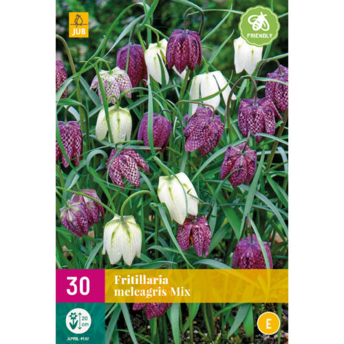 Fritillaria Meleagris Mix 30st.