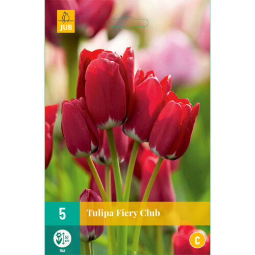 Tulpen Fiery Club 5st.