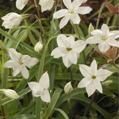 Ipheion Uniflorum Alberto Castillo 15st.