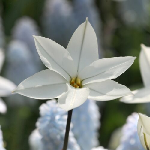 Ipheion Uniflorum Alberto Castillo 15st.