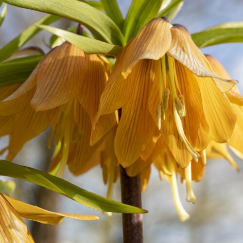 Fritilaria Imperialis Sunset 1st.