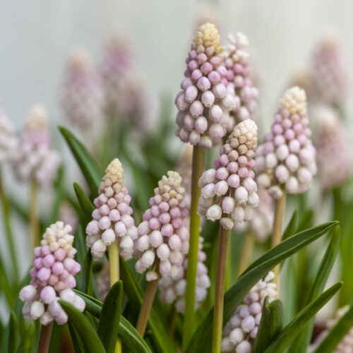 Muscari Pink Sunrise 3st.