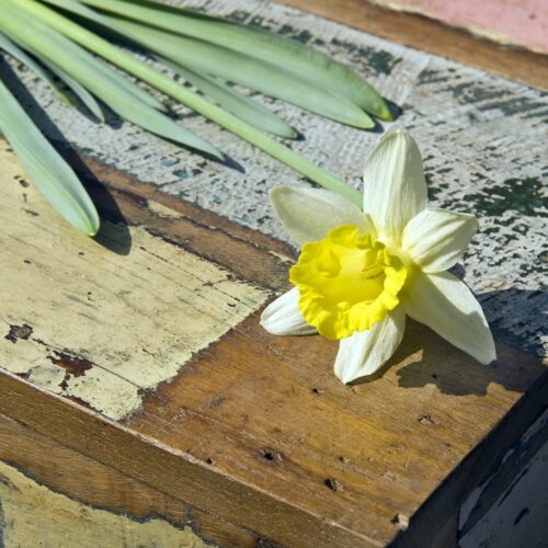 Narcissus Topolino 5st.