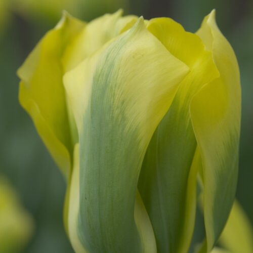 Tulpen Formosa 7st.