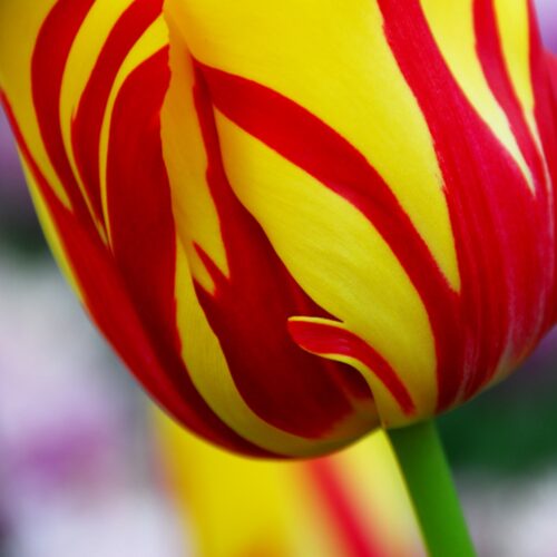 Tulpen Helmar 10st.