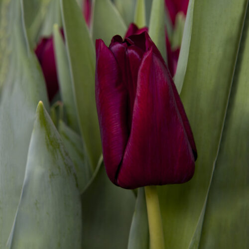 Tulpen Mascara 10st.