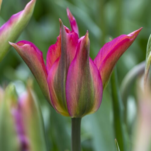 Tulpen Purple Dance 7st.