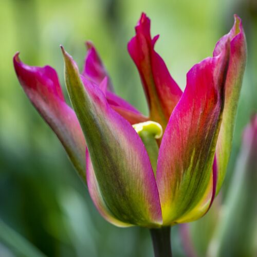 Tulpen Purple Dance 7st.