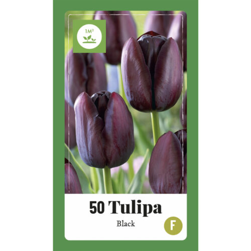 Tulpen Black 50st.