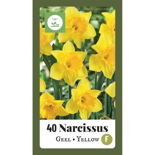 Narcissus Geel 40st.