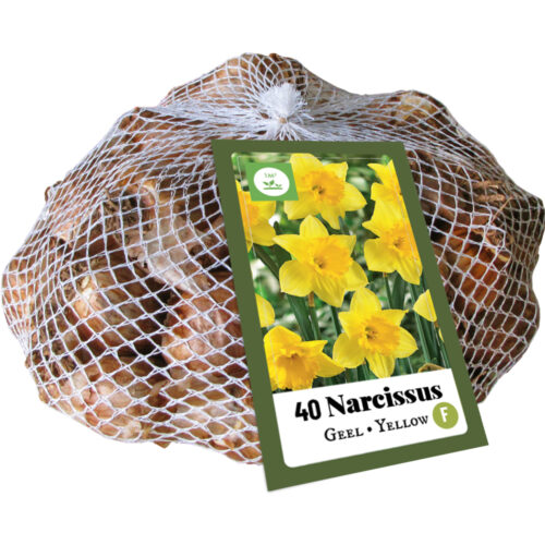 Narcissus Geel 40st.