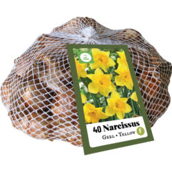 Narcissus Geel 40st.