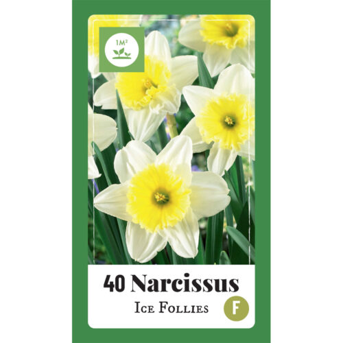 Narcissus Ice Follies 40st.