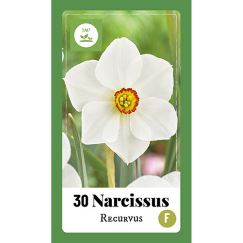 Narcissus Recurvus 30st.