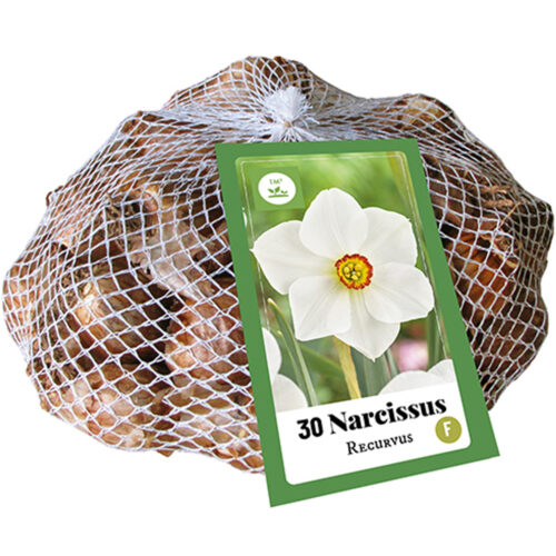 Narcissus Recurvus 30st.