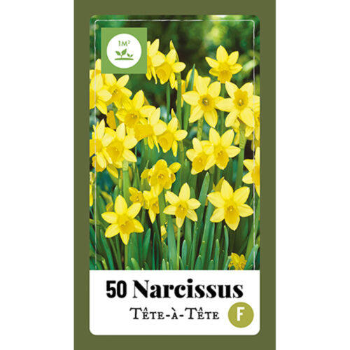 Narcissus Tête-à-Tête 50st.