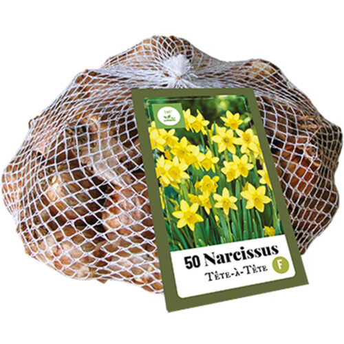 Narcissus Tête-à-Tête 50st.