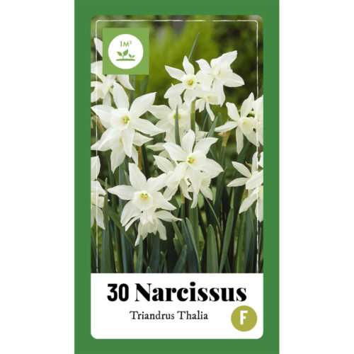 Narcissus Triandrus Thalia 30st.