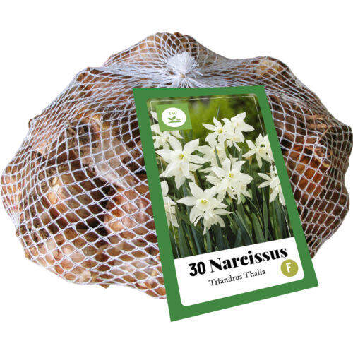 Narcissus Triandrus Thalia 30st.