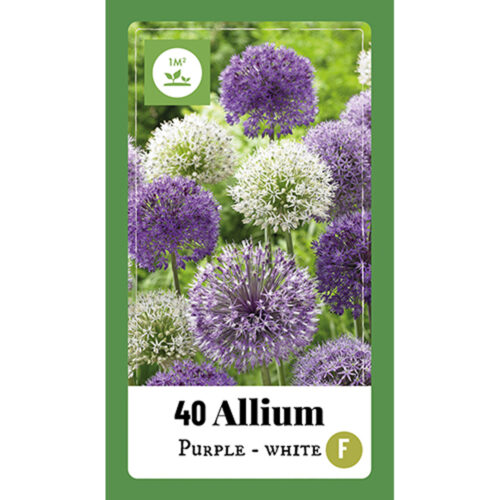 Allium Purple - White mix 40st.