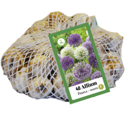 Allium Purple - White mix 40st.