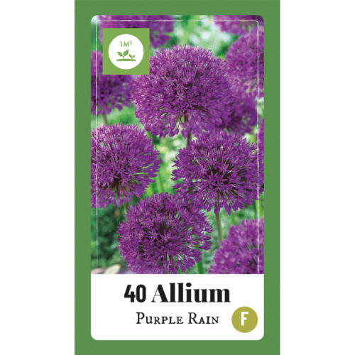 Allium Purple Rain 40st.