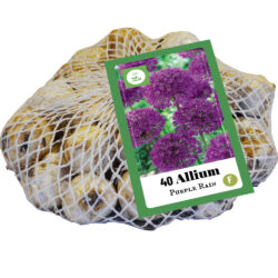 Allium Purple Rain 40st.