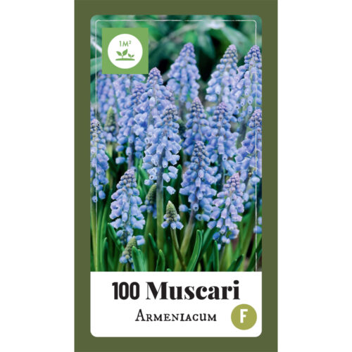 Muscari Armeniacum 100st.