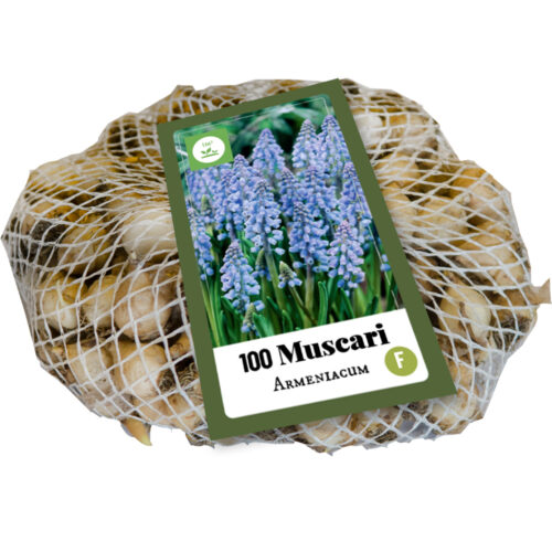 Muscari Armeniacum 100st.