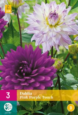 Dahlia Pink Purple Touch