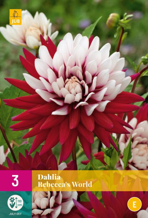 Dahlia Rebecca's World