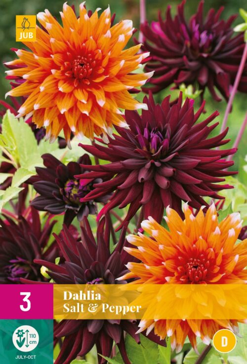 Dahlia Salt & Pepper