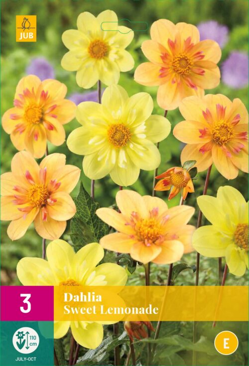 Dahlia Sweet Lemonade